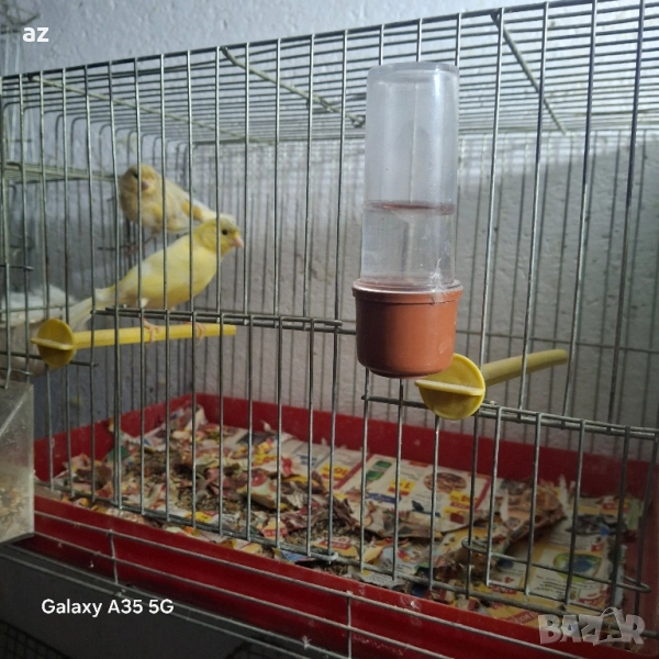 продавам или разменям чифт канарчета , снимка 1