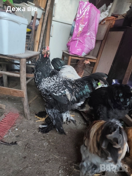 Петли гащати , снимка 1