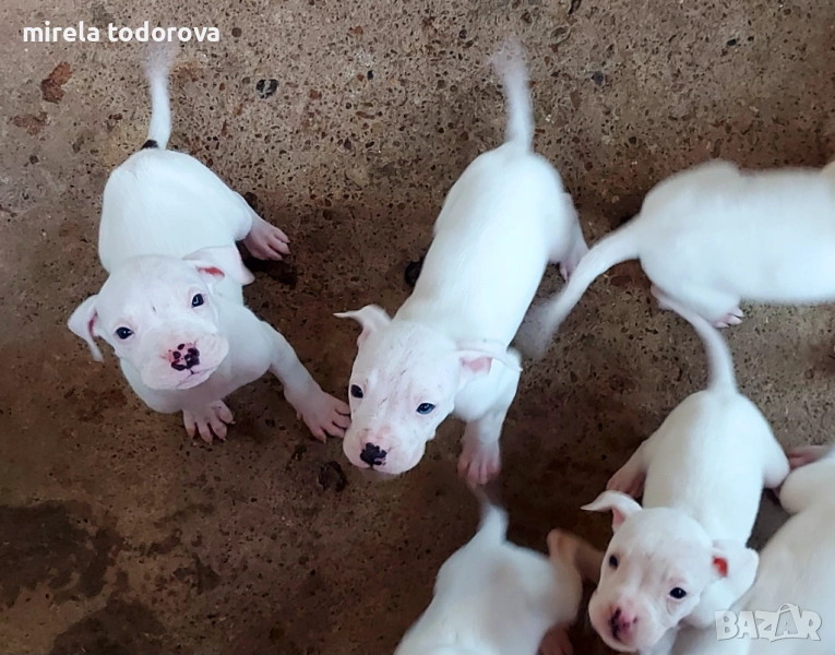 Дого Аржентино , снимка 1