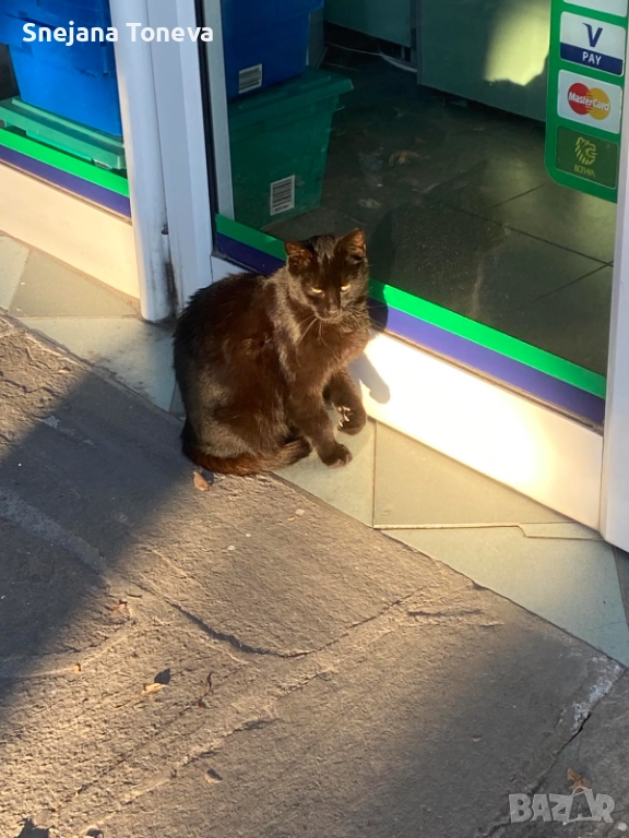 Търся Осиновител Спешно, снимка 1