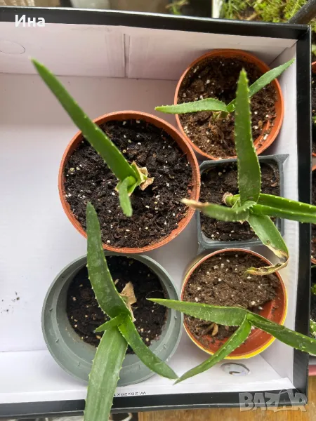 Алое / Aloe Arborescens, снимка 1