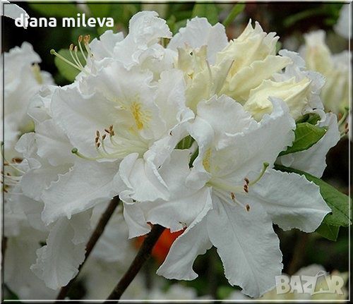 Рододендрон Оксидол, Rhododendron 'Oxydol' , снимка 1