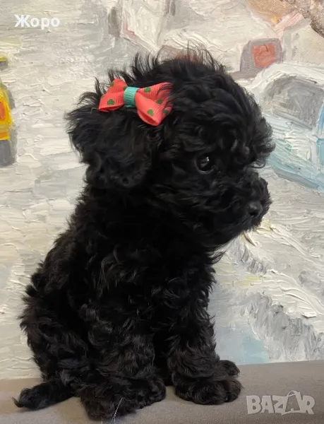 Той пудел-момиче, снимка 1