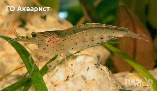 Амано / Скарида Амано / Amano shrimp, снимка 1