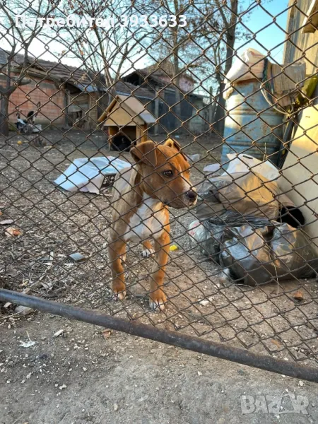 Prodavat se Amerikan staf terrier, снимка 1