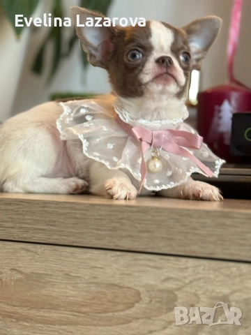 Кученца чихуахуа, снимка 5 - Чихуахуа - 52937787