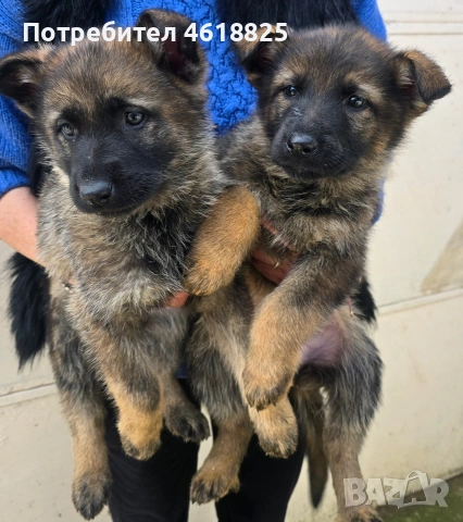 Сиви немски овчарки 