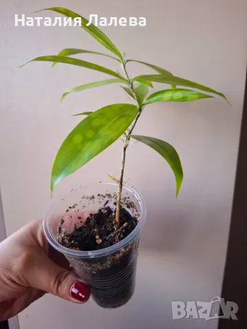 Драцена, Dracena surculosa Mike, снимка 3 - Стайни растения - 49010741