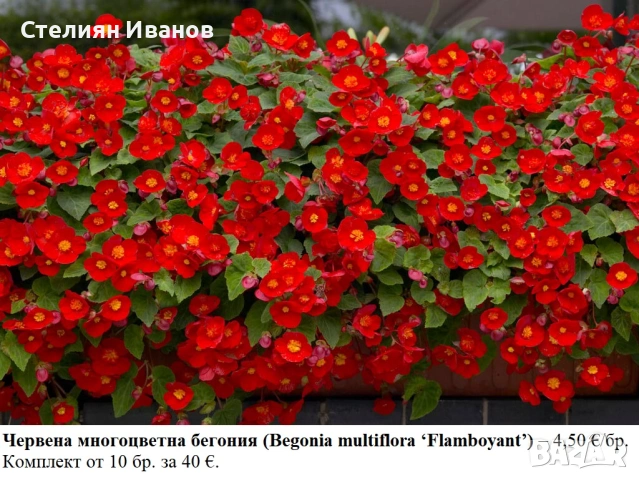 Червена многоцветна бегония (Begonia multiflora ‘Flamboyant’) – грудки 