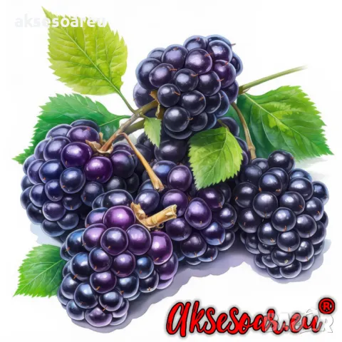  100 бр Висококачествени органични плодови семена от хранителна Къпина вкусни къпини антиоксидант, снимка 18 - Сортови семена и луковици - 50334256