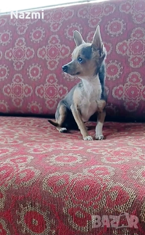 продавам мини пинчер 