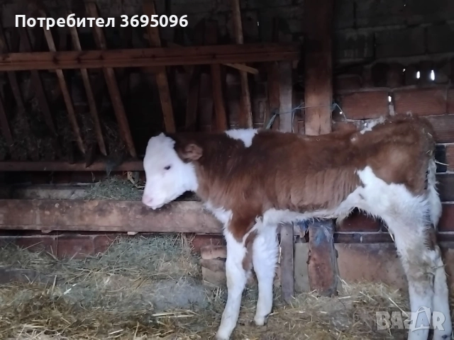 мъжки телета по 500 лв 