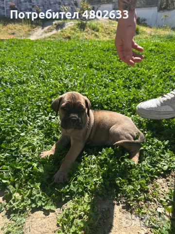 Продавам Кане Корсо кученца, снимка 5 - Кане корсо - 54253951