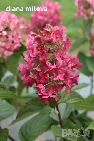 Хортензия Мега Минди, Hydrangea paniculata 'Mega Mindy', за супер слънце, снимка 2 - Градински цветя и растения - 46163844