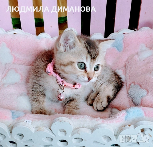 Шотландско мъжко златна чинчила , снимка 8 - Британска късокосместа - 53696771