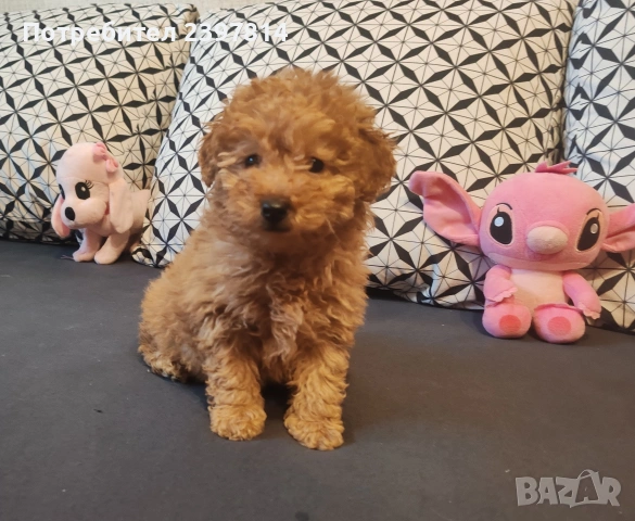 Малтипу , снимка 3 - Пудели - 53143511