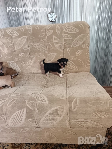 мини чиху пинчер , снимка 11 - Пинчер - 52813031