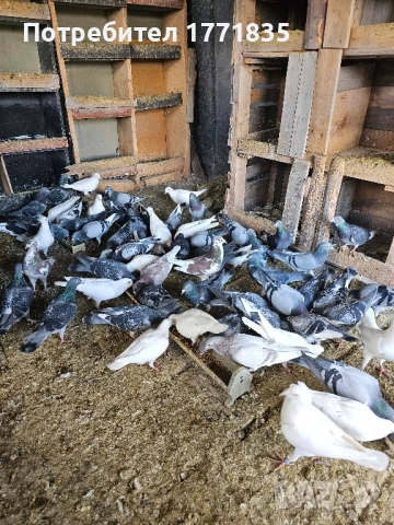продавам гълъби на куп, снимка 12 - Гълъби - 49424583