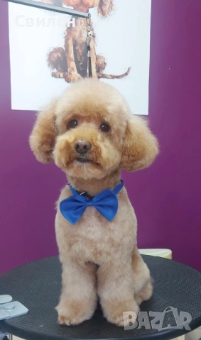 Мъжки Мини Пудел(За Разплод) на 4 г ,с родословие(Тест за генна чистота )Варна, снимка 14 - Пудели - 42629676