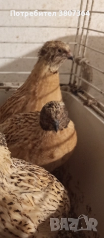 Продавам мъжки Манджурски и Тексаски Бройлерен пътпъдъци 3 лева за брой , снимка 11 - Кокошки и пуйки - 51025907