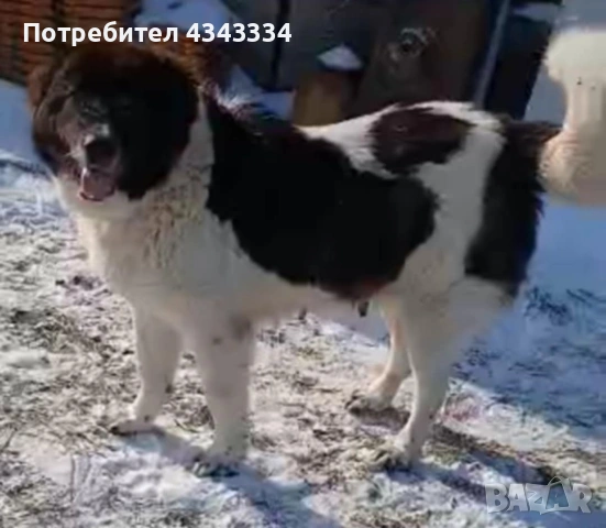 Българско овчарско куче, снимка 3 - Каракачанска овчарка - 53669702
