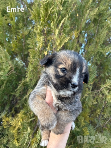 Обикновени Болонки, снимка 5 - Болонка - 52849550