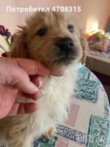 Голдън ретривър  момченце, снимка 7 - Голдън ретривър - 53689470