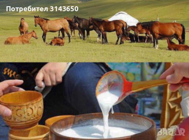 Кумис от кобилешко мляко., снимка 3 - Домашни продукти - 46098677