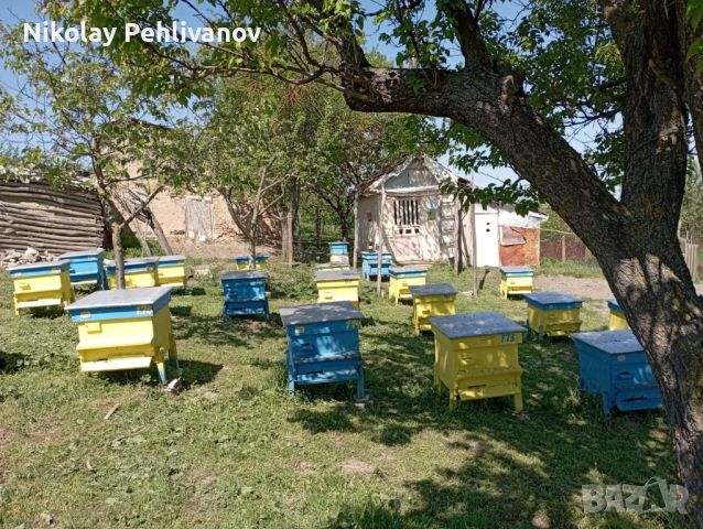 Кошери с пчели (пълни) с магазини и рамки, снимка 2 - За пчели - 45287248