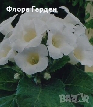 КАЛА, ГЛОКСИНИЯ - Грудки - ПРЕДВАРИТЕЛНИ ПОРЪЧКИ, снимка 11 - Градински цветя и растения - 53659916