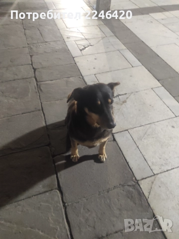 Бубка търси дом! , снимка 3 - Други - 52928376