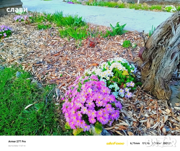 Дървесен чипс / Мулч / Черница , снимка 13 - Оранжерии - 53778872