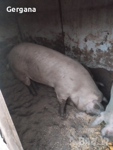 Продавам прасе, снимка 2 - Прасета - 52931214