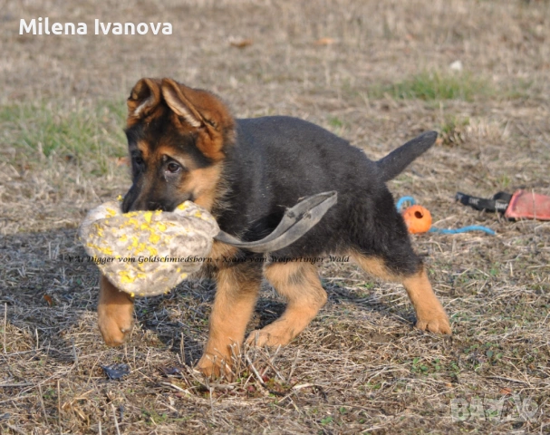 Немски овчарки от легитимен развъдник , снимка 7 - Немска овчарка - 53035640