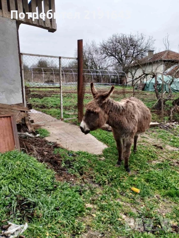 продавам женско магаре