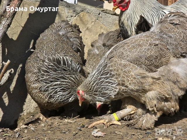 Продавам разплодни яйца от Сребърна Брама [Dark Brahma], снимка 13 - Кокошки и пуйки - 53811097