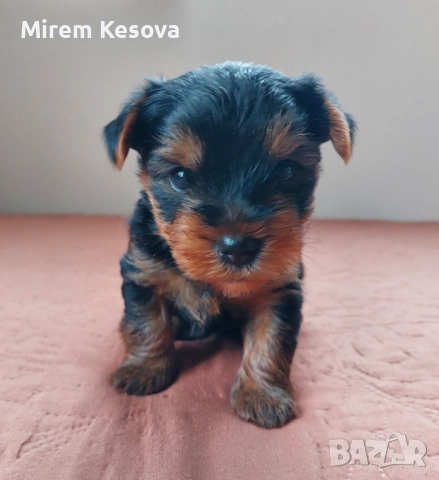 Мини йоркширски териер (мини йорки) момченца, снимка 3 - Йоркширски териер - 52353564