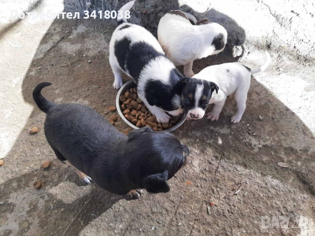 уникални кученца подарявам!