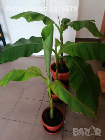 Студеноустойчив банан, снимка 2 - Градински цветя и растения - 45948204