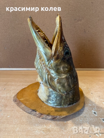 голяма препарирана глава на щука/сувенир за стена/, снимка 9 - Декорация за дома - 52898619