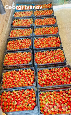 предлагаме разсад ягоди и малини , снимка 4 - Разсади - 53709890