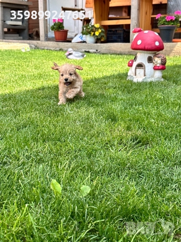 Американски кокер шпаньол, снимка 1