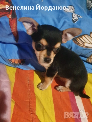Мини чихуахуа две момченца, снимка 6 - Чихуахуа - 52267825