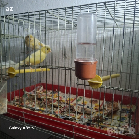 продавам или разменям чифт канарчета 