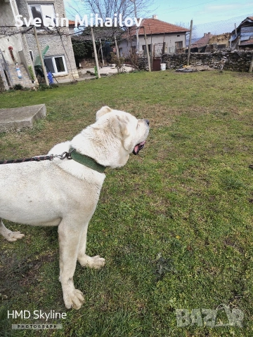 продава се Мьжки Алабай Ваксиниран обезпаразитен социален, снимка 5 - Алабай - 53657803