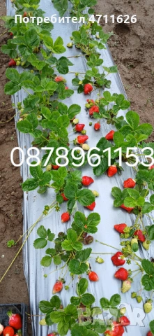 Разсад ягоди и малини , снимка 6 - Разсади - 53133393