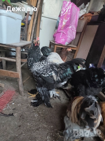 Петли гащати , снимка 1