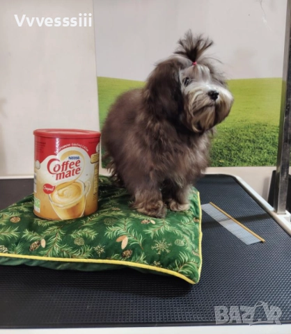 Малтипу (болонка+ТОЙ пудел), снимка 3 - Болонка - 52864698