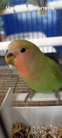 Папагали ръчно хранени неразделки, снимка 8 - Папагали - 51135664