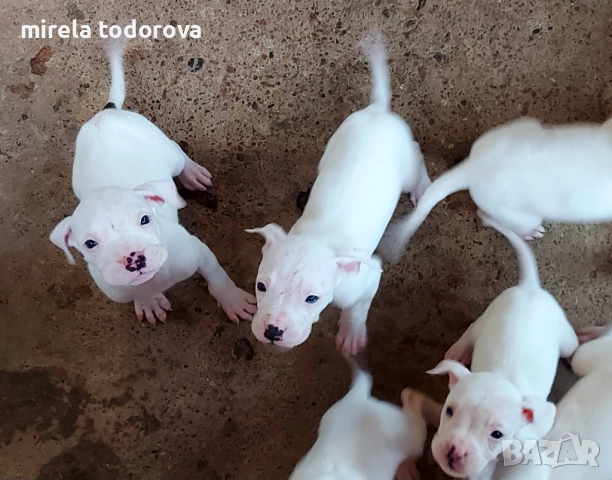 Дого Аржентино 